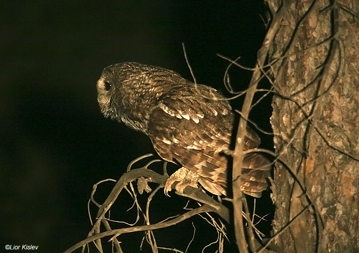      Tawny Owl Strix aluco                                   (), 2009.: 