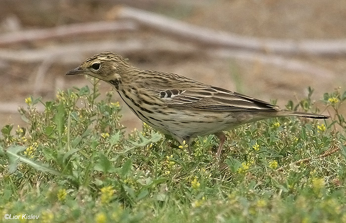    Tree Pipit  Anthus trivialis                                                 , , 2008 .: 