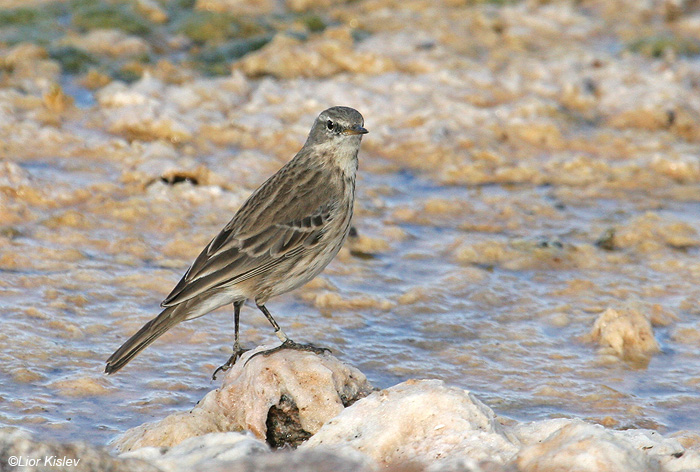   Water Pipit Anthus spinoletta                                   , 2008.: 