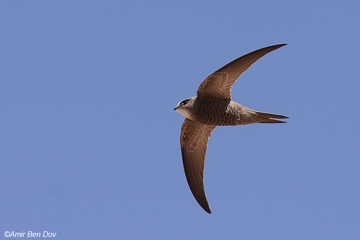  סיס חוורוור(חיוור) Pallid Swift Apus pallidus                                     גרופית,הערבה,אפריל 2009.צלם: אמיר בן דב