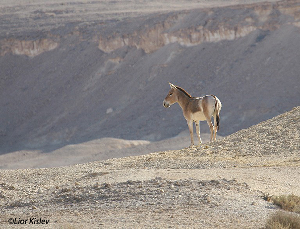 פרא  Asian Wild Ass Equus hemionus                                               מכתש רמון אפריל 2006
